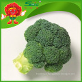 Brocoli congelado chino brotes con calidad superior, precio barato